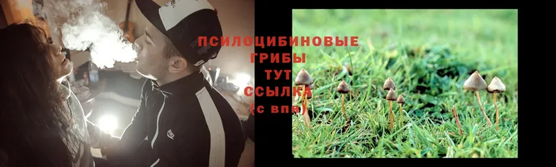 Псилоцибиновые грибы Psilocybe  Льгов 